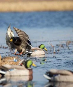 Bmtoutdoors Avery GHG Pro-Grade XD Series Mallards, Feeder 6 Pack